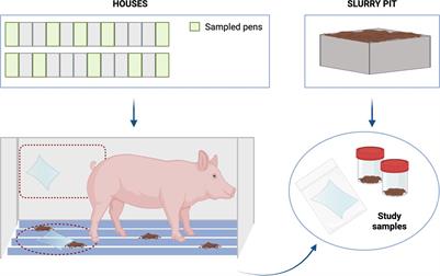 Swine farm environmental microbiome: exploring microbial ecology and functionality across farms with high and low sanitary status